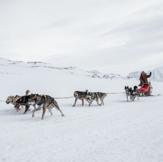 Dog-sledding